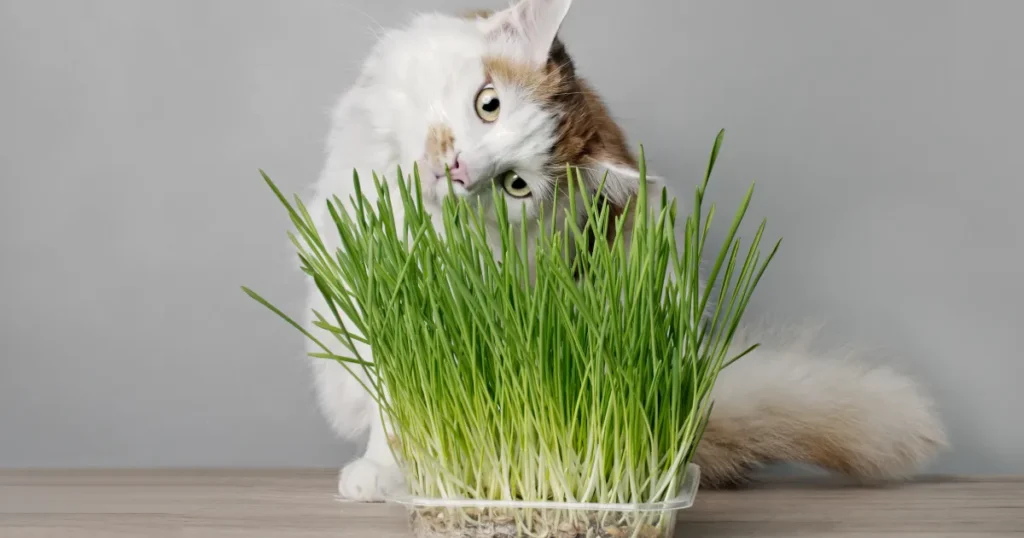 Cat Grass Seeds