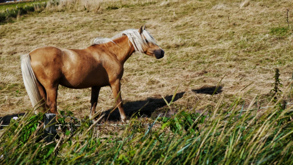 Reining Quarter Horse