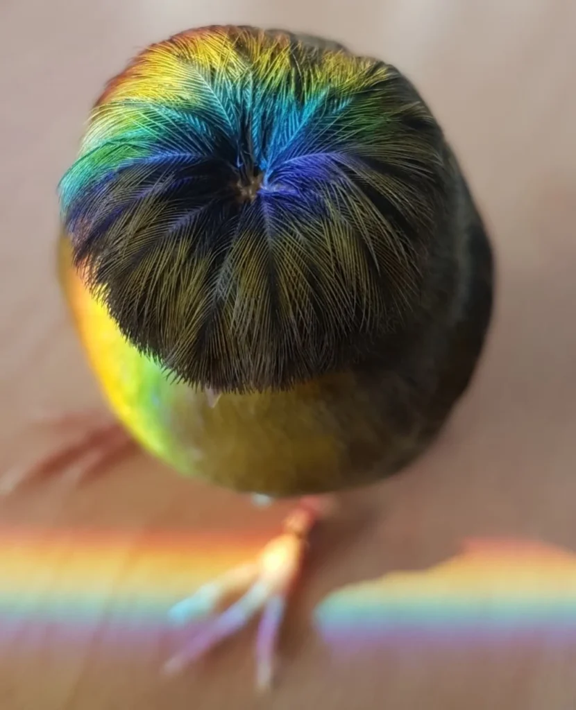 gloster canary bird