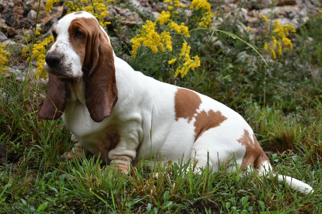 low energy dog breeds