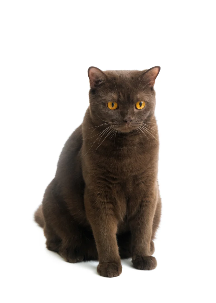 Brown Ragdoll Cat