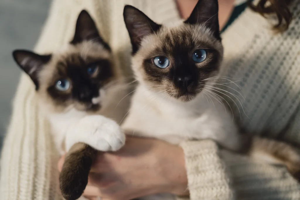 Friendliest Cat Breeds