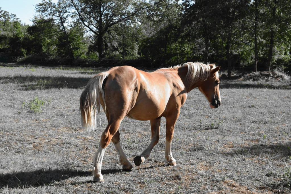 quarter horse colors