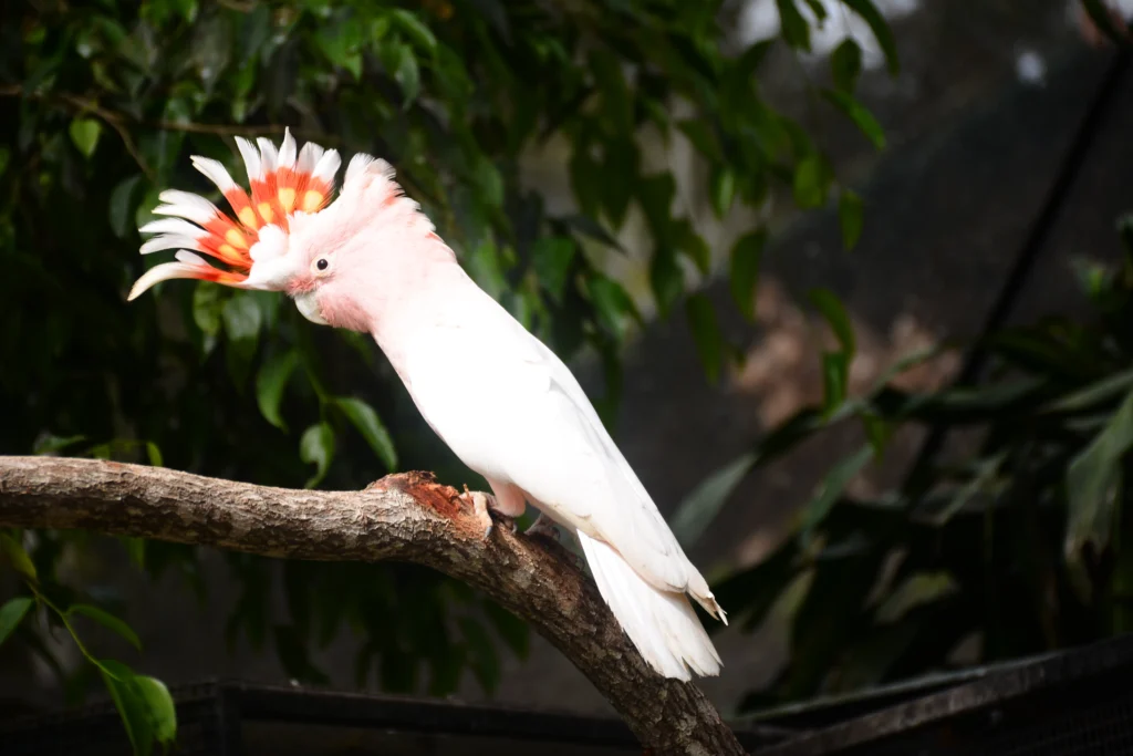major cockatoo