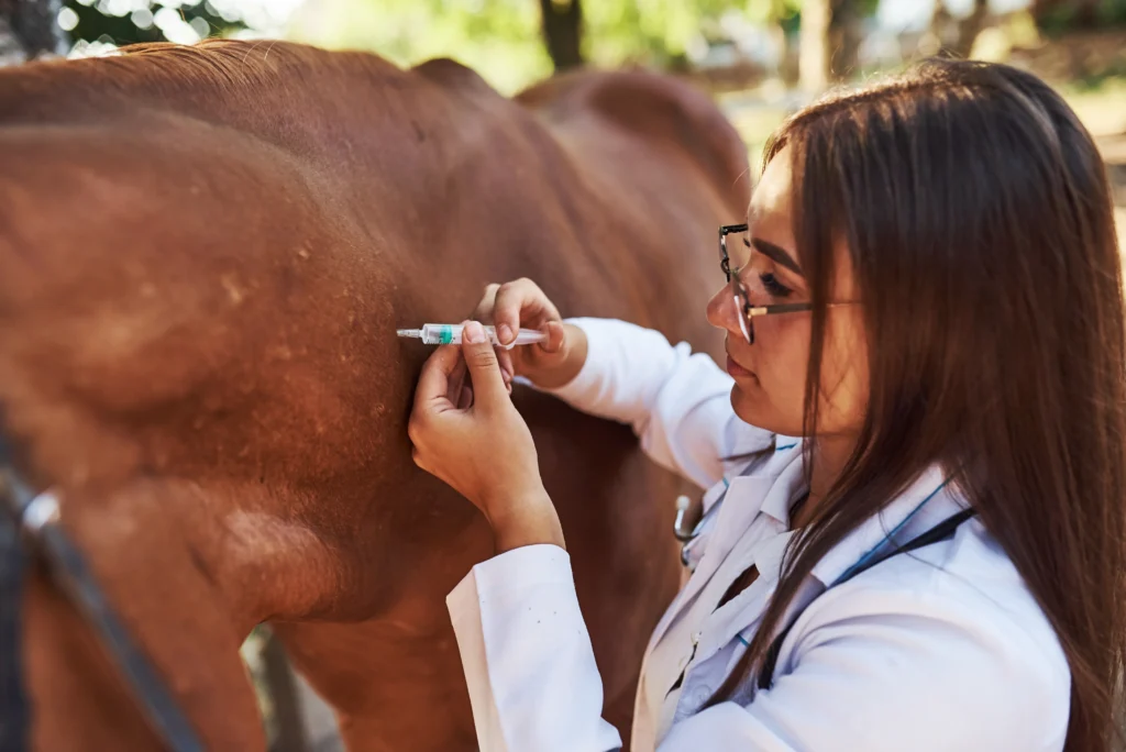 joint supplements for horses