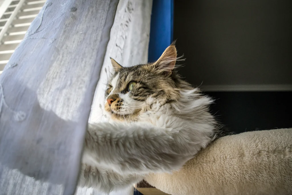 why do cats make biscuits