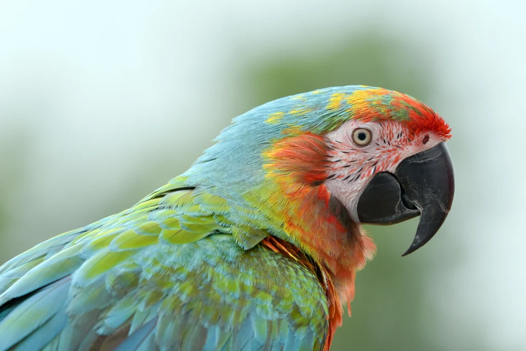 catalina macaw