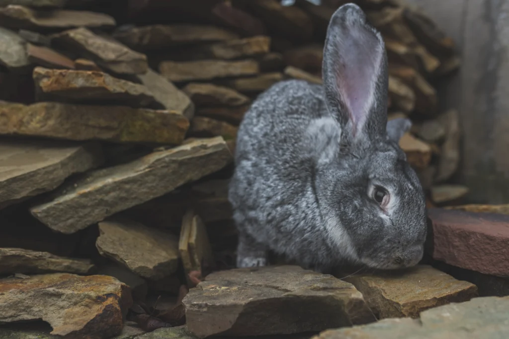 Silver Fox Rabbit