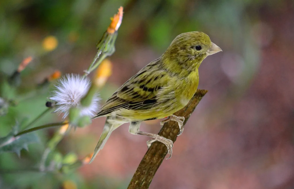 canary color