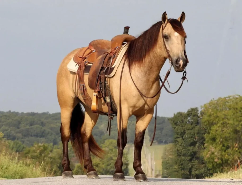 quarter horse colors