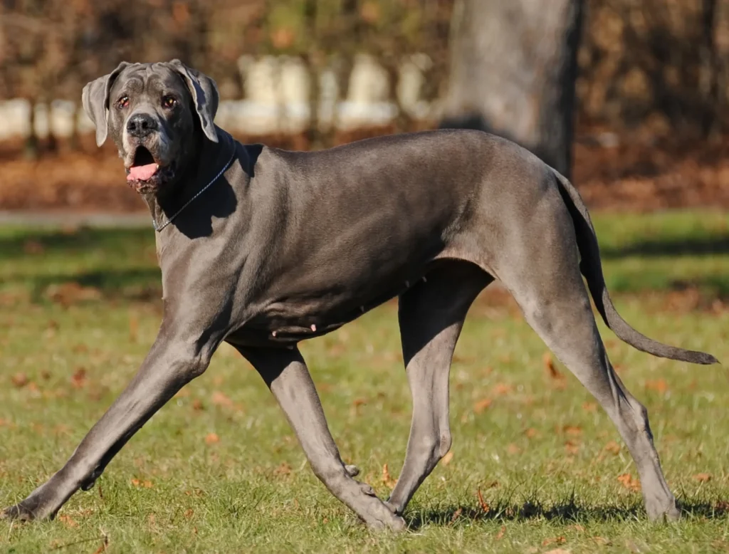 lazy dog breeds