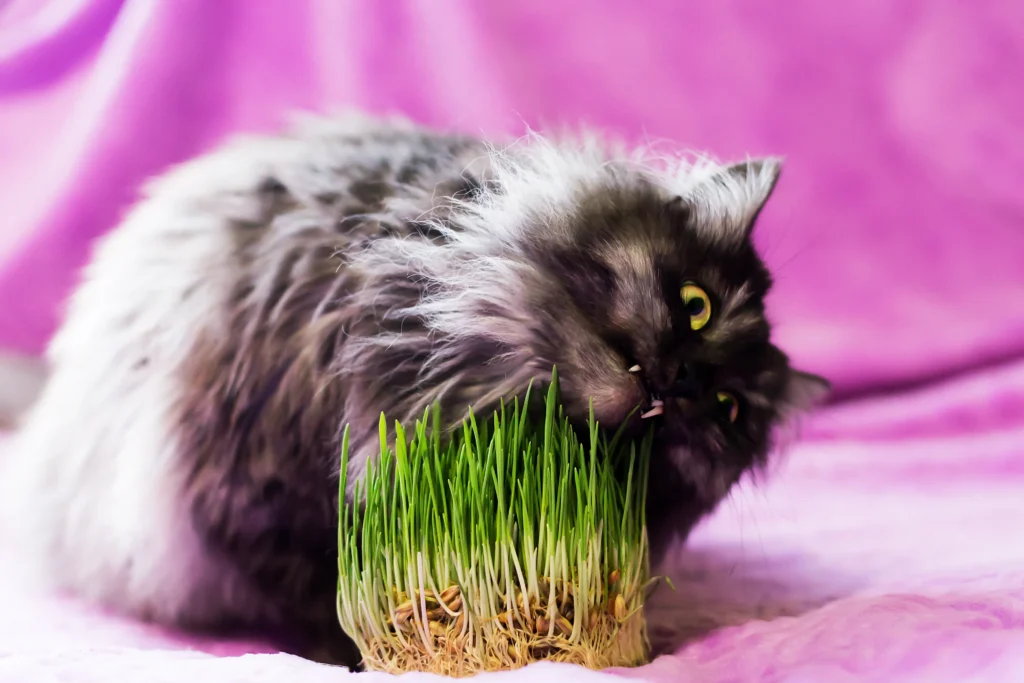 Cat Grass Seeds
