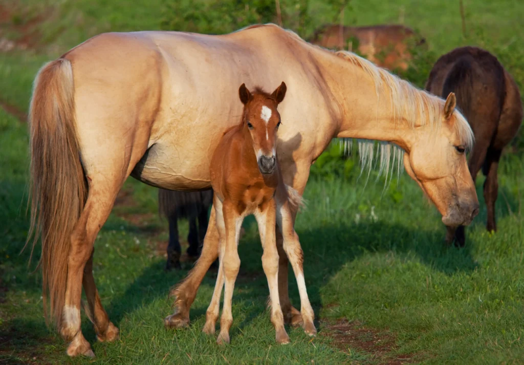 Reining Quarter Horse