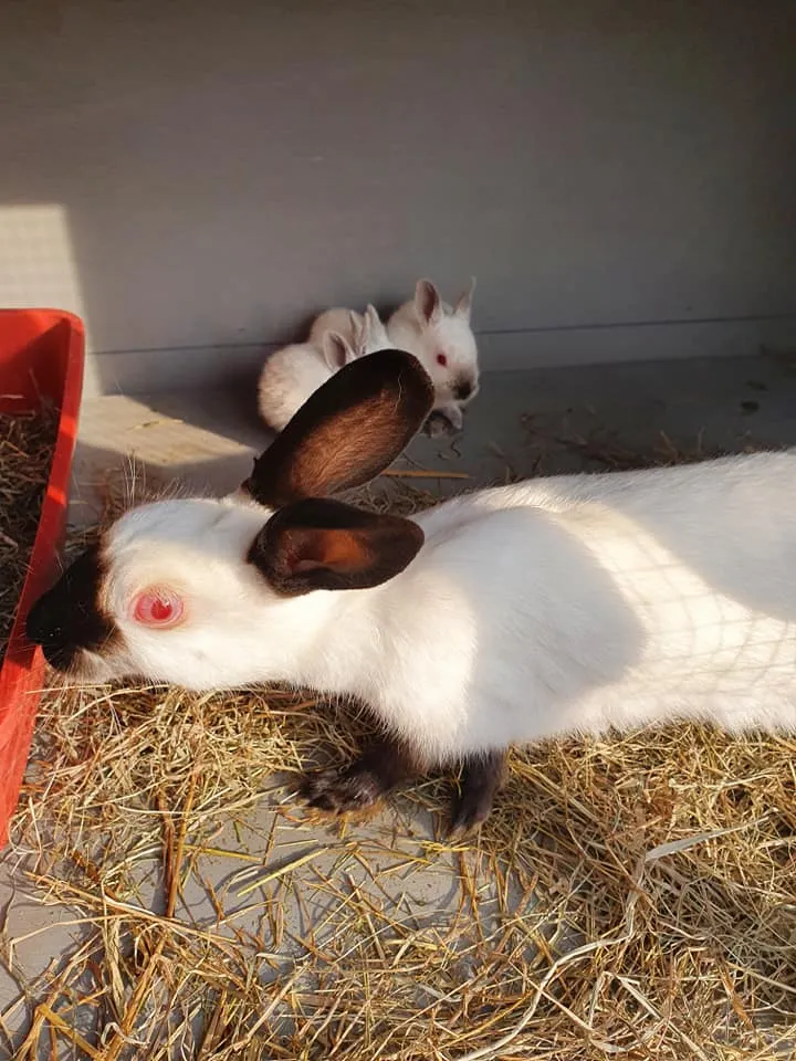 himalayan rabbit