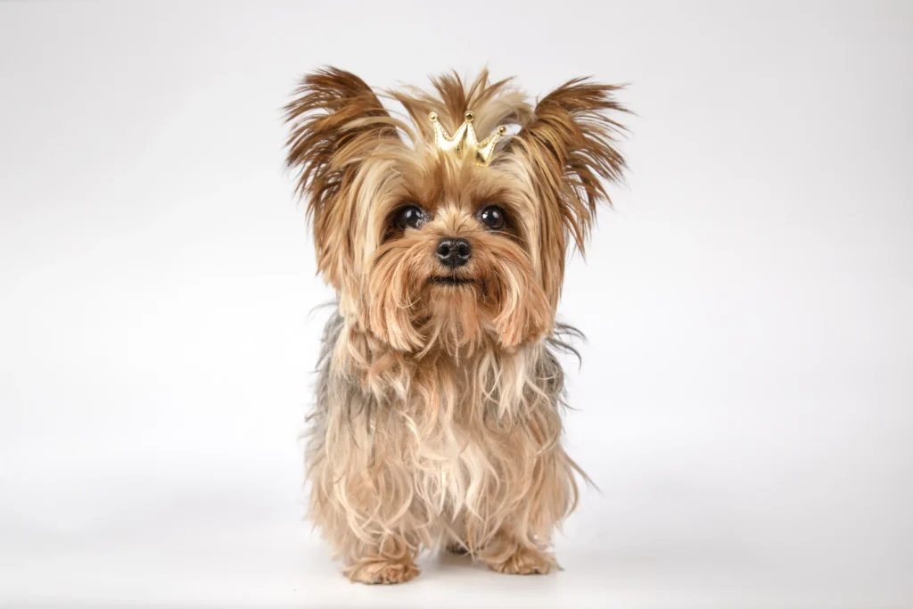 low energy dog breeds