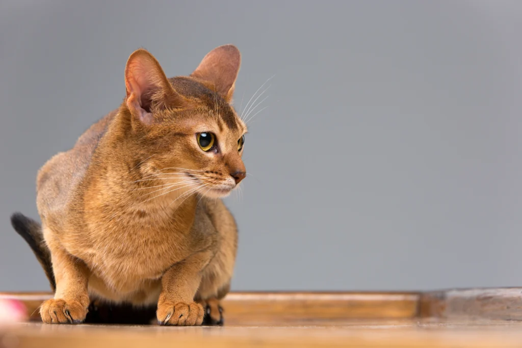 Friendliest Cat Breeds