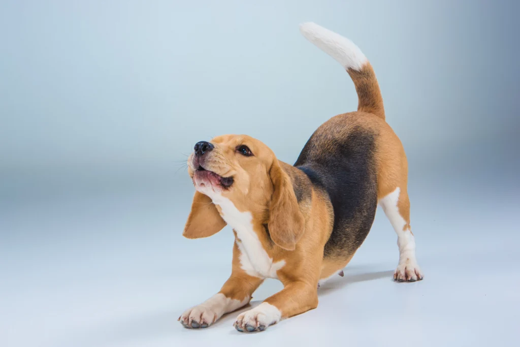 Dumbest Dog Breeds