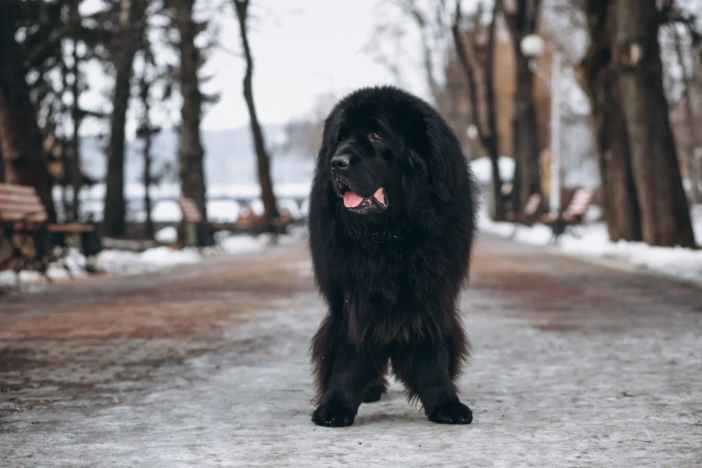 low energy dog breeds