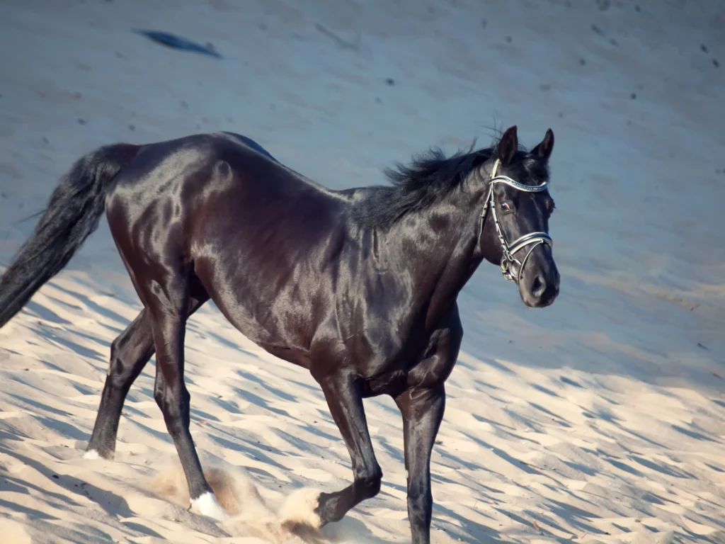 quarter horse colors
