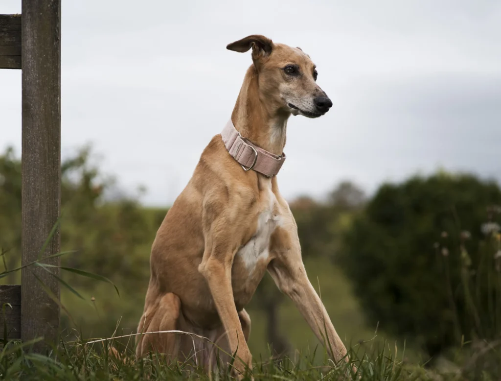 lazy dog breeds
