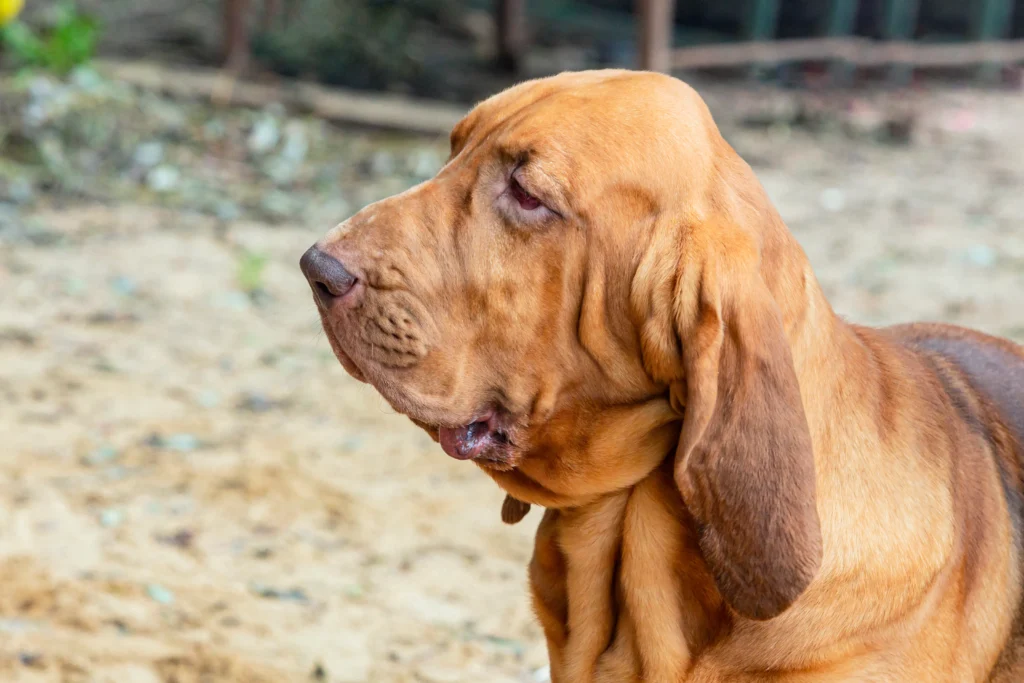 Dumbest Dog Breeds