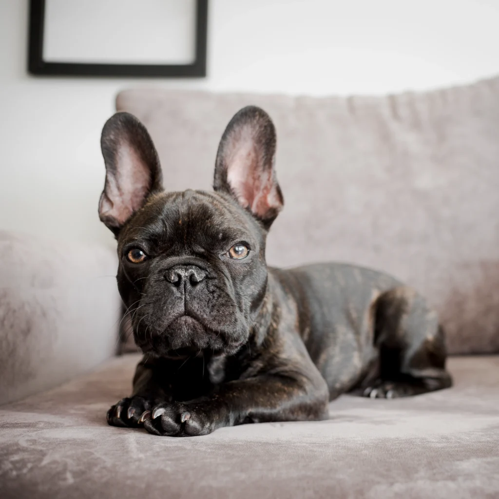 low energy dog breeds