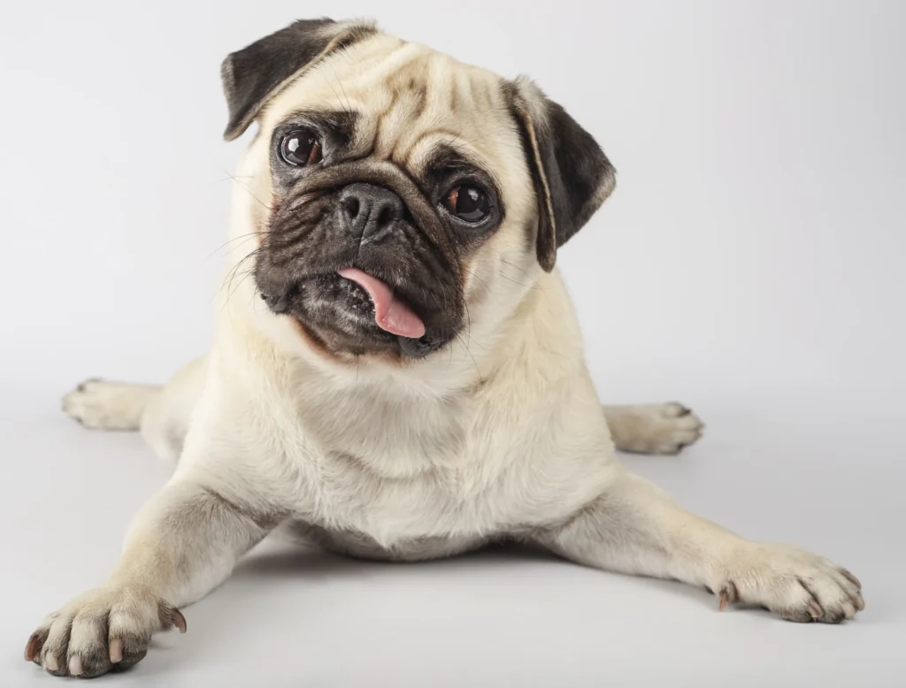 lazy dog breeds