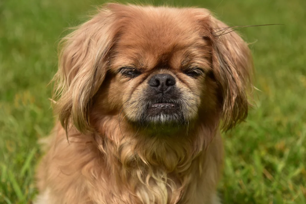 Dumbest Dog Breeds
