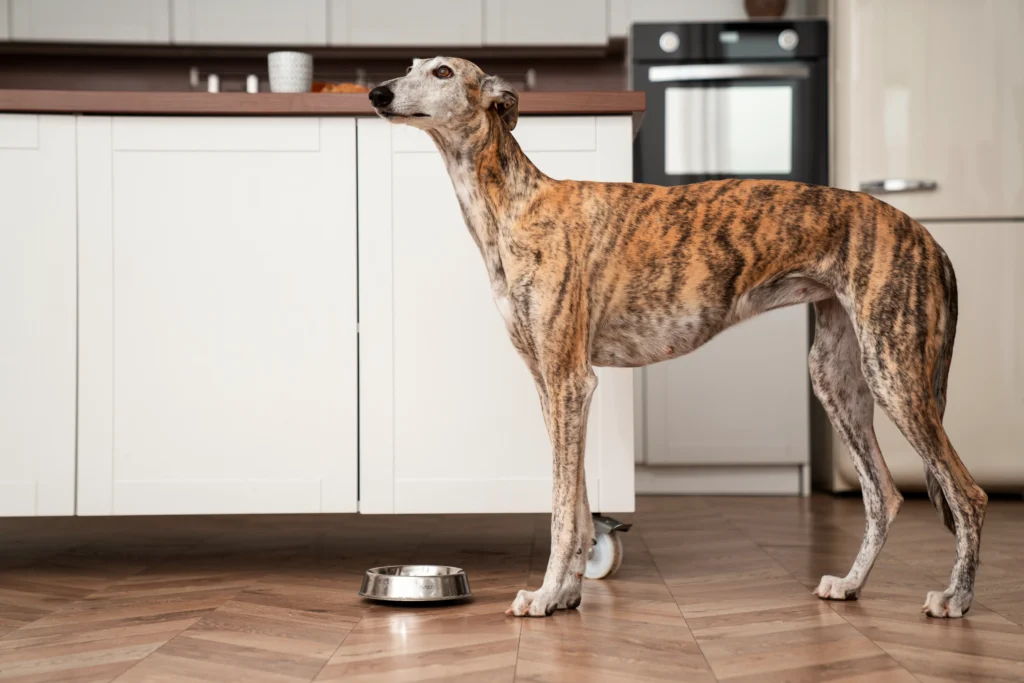 low energy dog breeds