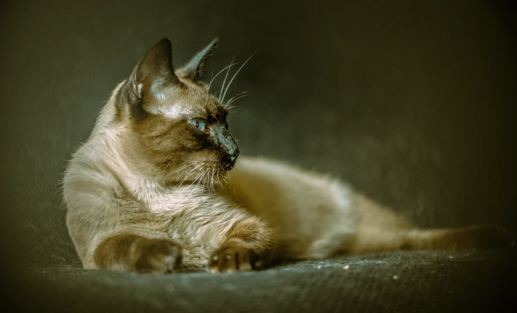 Friendliest Cat Breeds