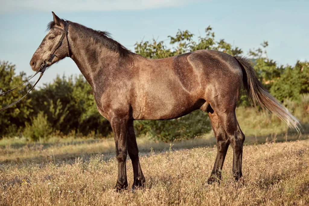 quarter horse colors