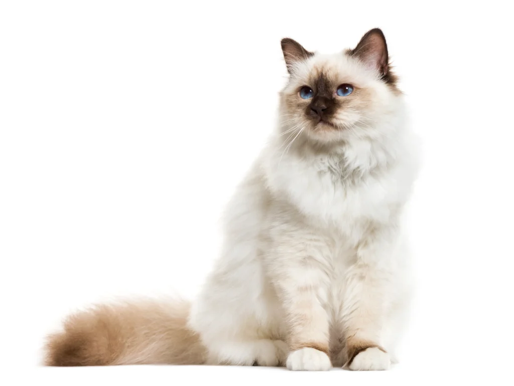 Friendliest Cat Breeds