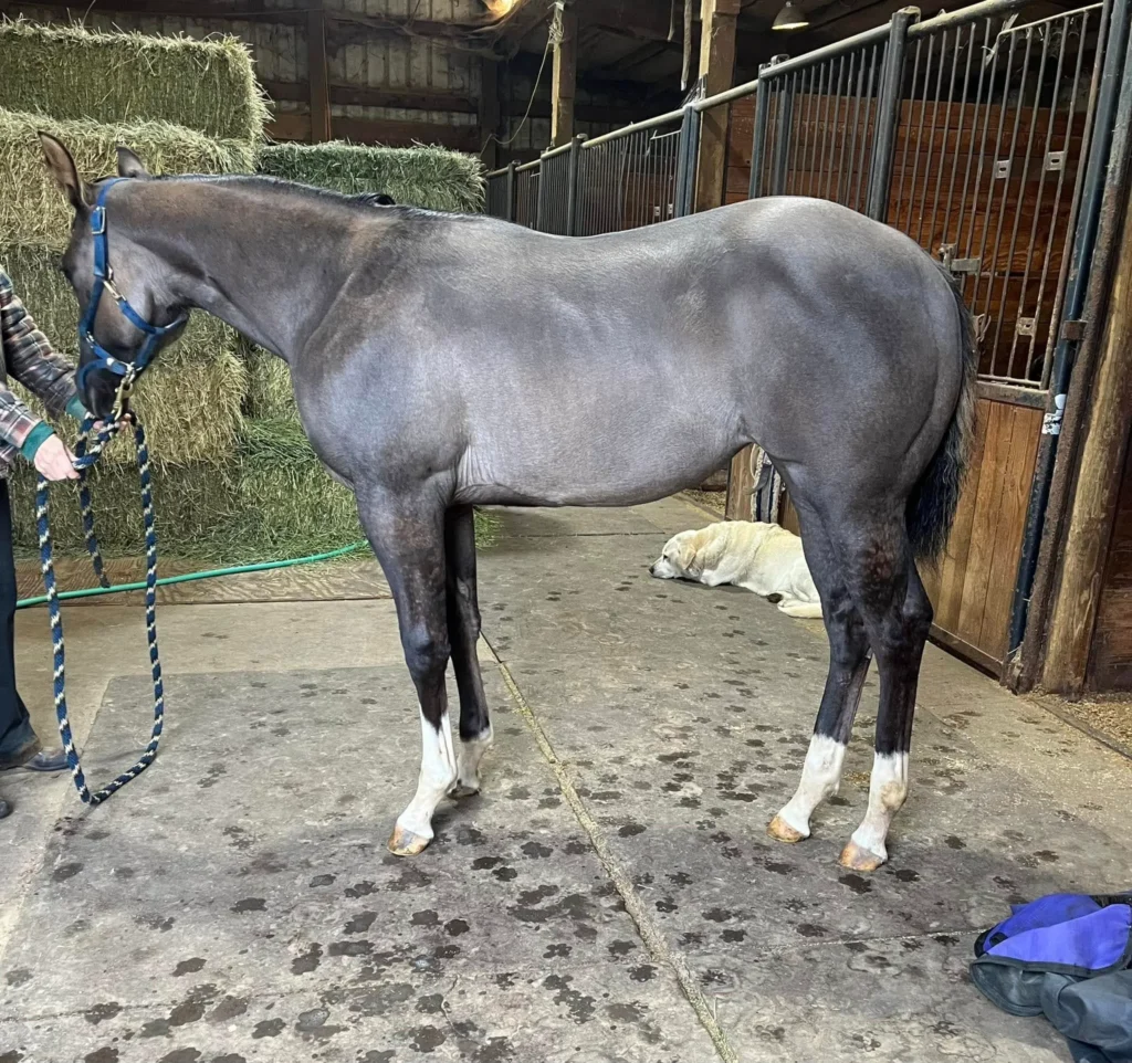 quarter horse colors