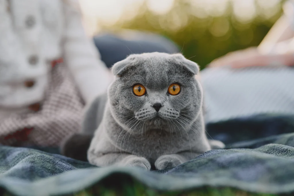Friendliest Cat Breeds