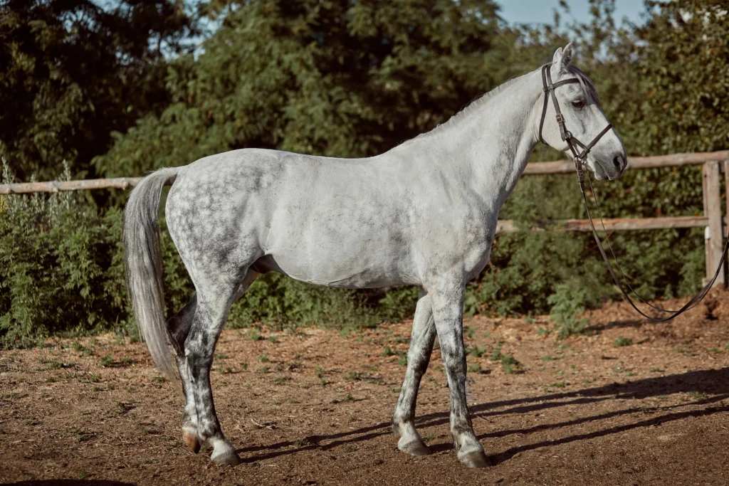 quarter horse colors