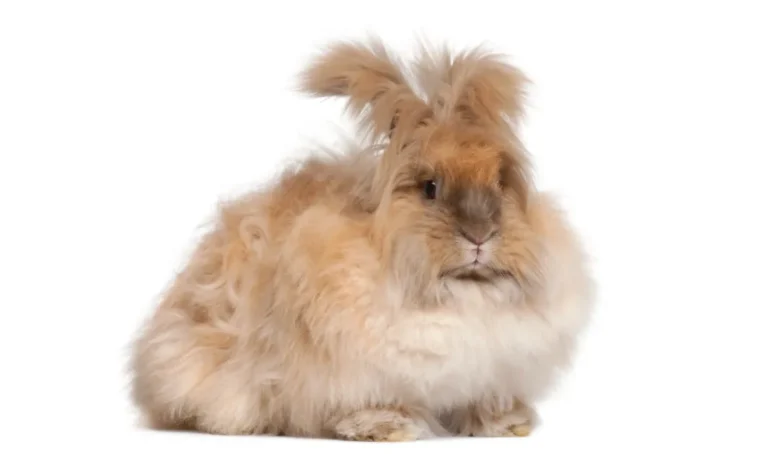 Angora Rabbit Care: 7 Essential Tips for Health & Grooming