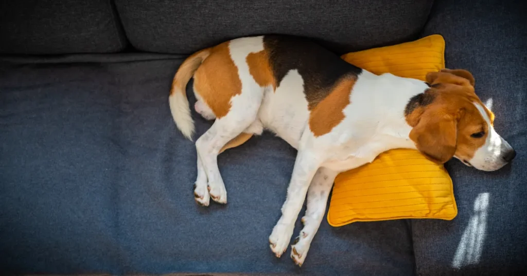 lazy dog breeds