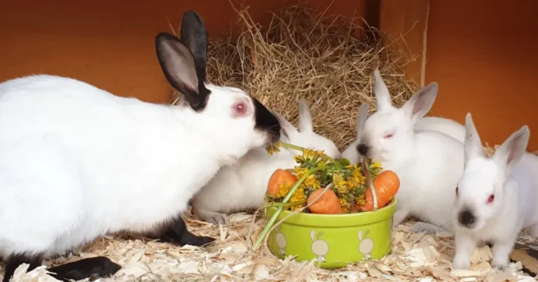 Himalayan Rabbit: 7 Shocking Facts You Need to Know!