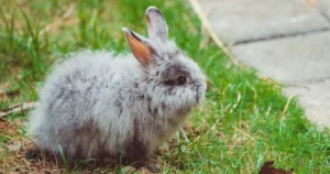 American Fuzzy Lop Size: How Large Do They Get in Feet?