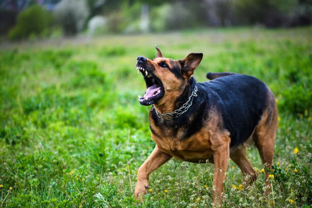 dog barking