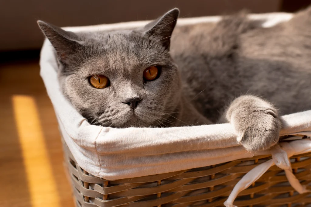 british shorthair cat breeder