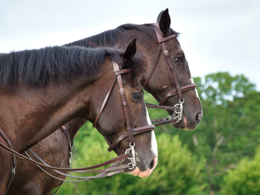 Horse Cost