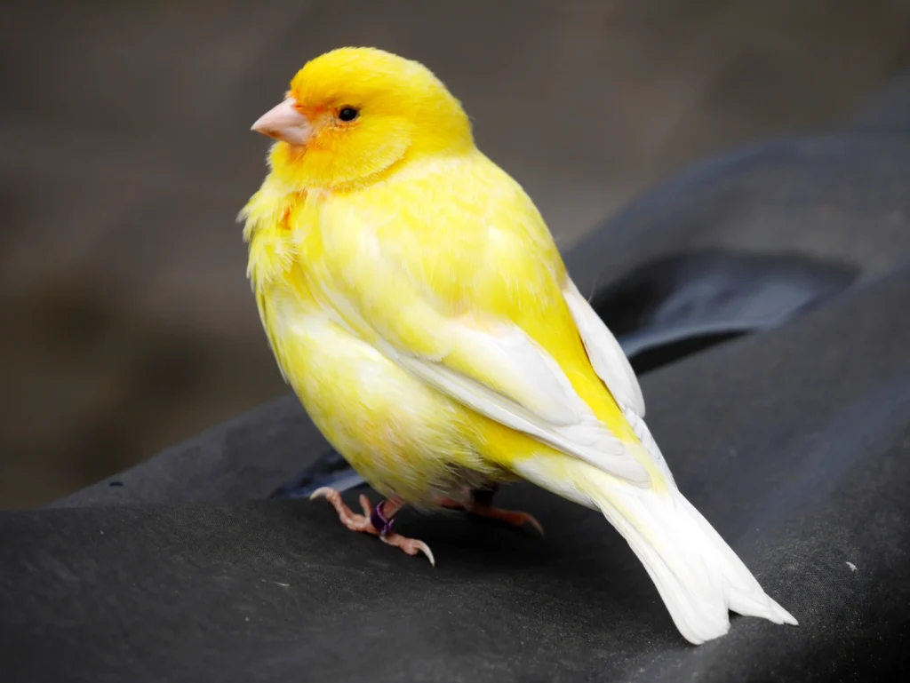 canary bird singing