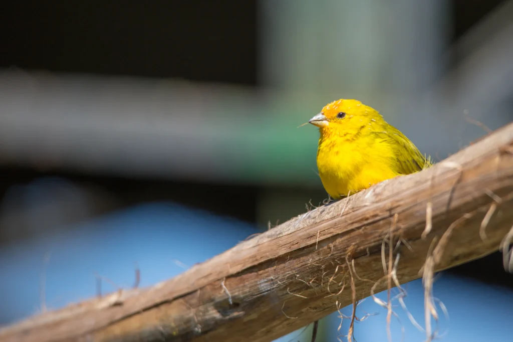 canary bird singing