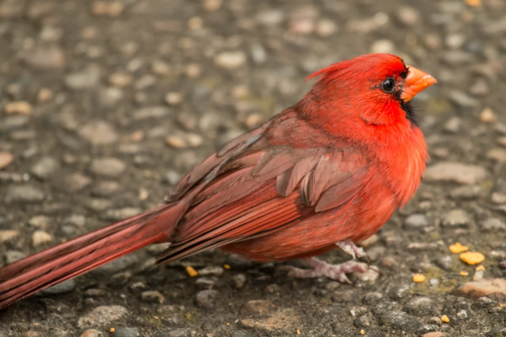 red canary bird