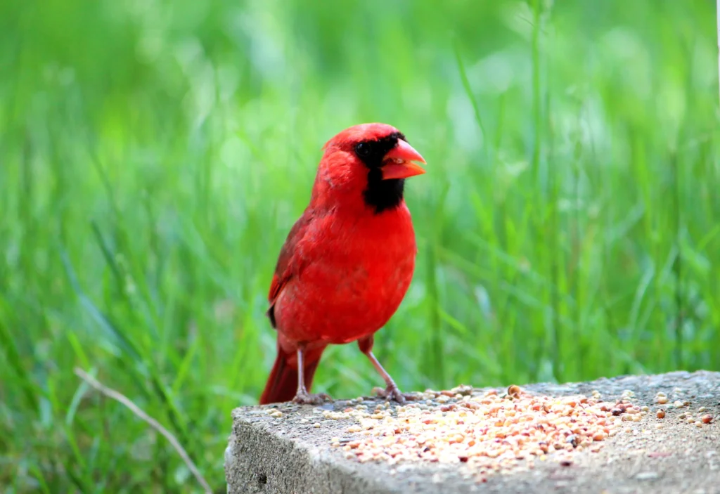 red canary bird