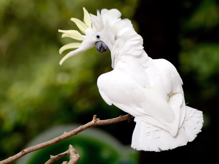Cockatoos in Yankton: 7 Shocking Facts You Need to Know!