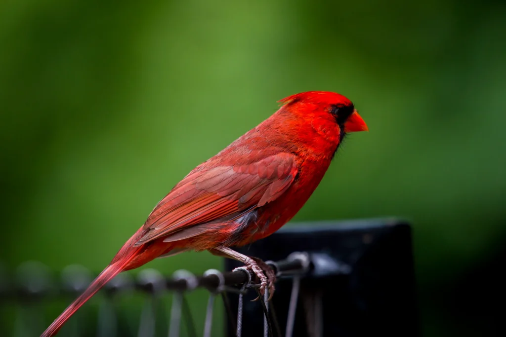 red canary bird