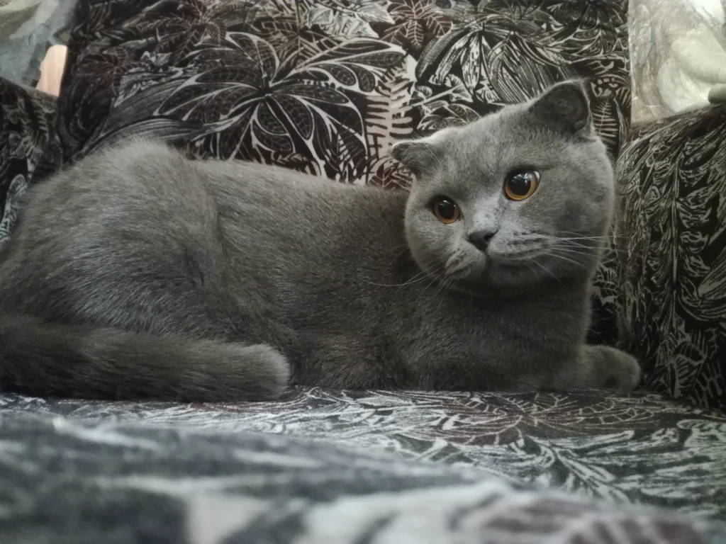 british shorthair cat breeder