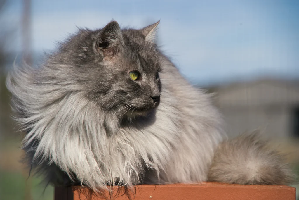 american long hair cat